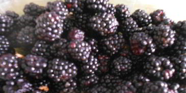 мороженое с ежевикой