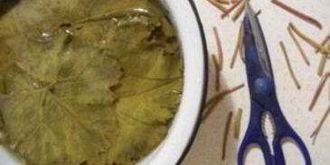 армянская долма из виноградных листьев