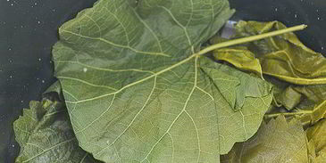 голубцы в виноградных листьях