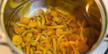 грибы лисички