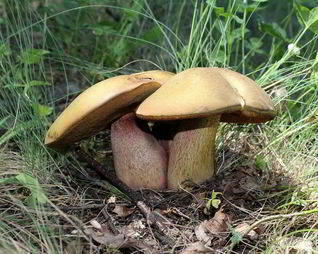 Тушеные дубовики