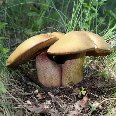 Тушеные дубовики