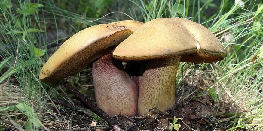 Рецепт тушеных дубовиков