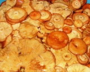 Волнушки жареные