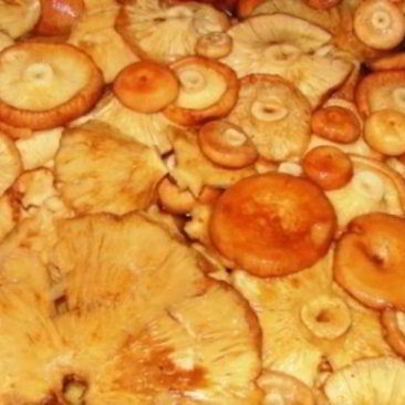 Волнушки жареные