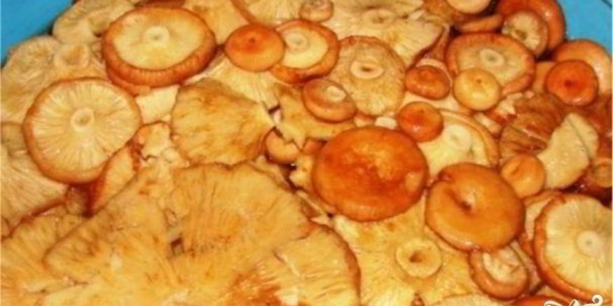 Рецепт волнушек жареных