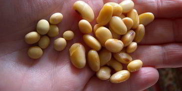 безумные котлеты