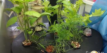 цуккинья с фаршем из кролика