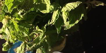 баклажаны с мятой по-сицилийски