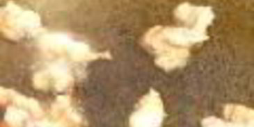 плов с фаршированным болгарским перцем