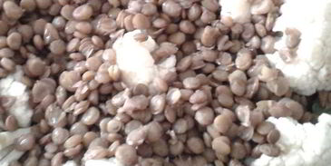 овощное рагу с чечевицей