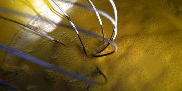 рагу из телятины по полю бокюзу