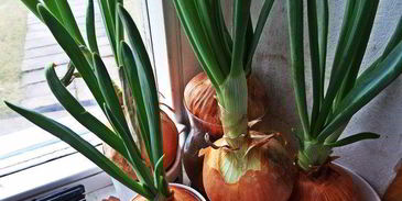 рисовая лапша с овощами