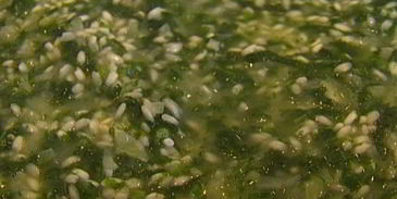 ризотто с крапивой