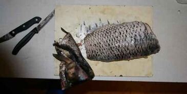 карп сметанный