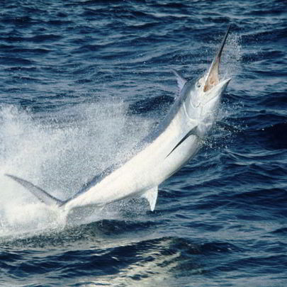 Рыба марлин