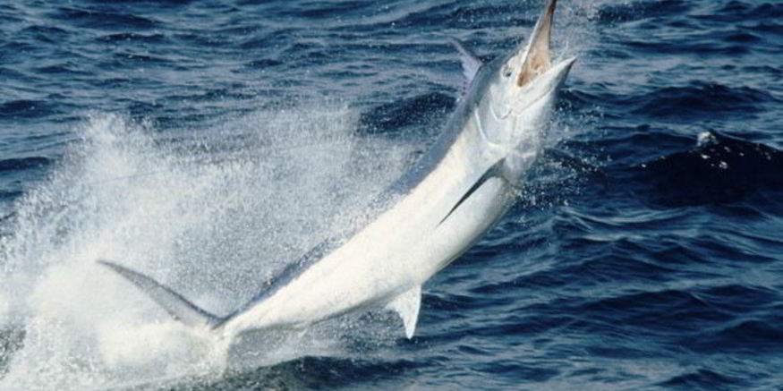 Рецепт рыбы марлин