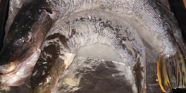 щука фаршированная в легкую