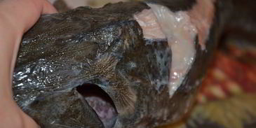 запеченный осетр