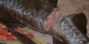 запеченный осетр