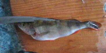 жареный окунь