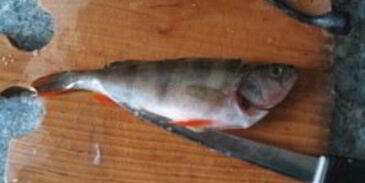 жареный окунь