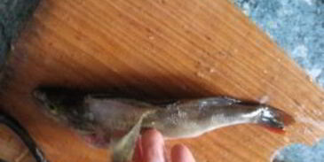 жареный окунь