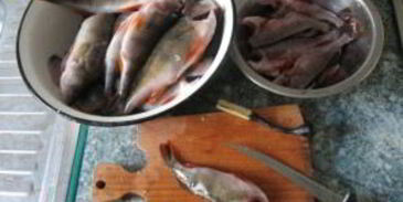 жареный окунь