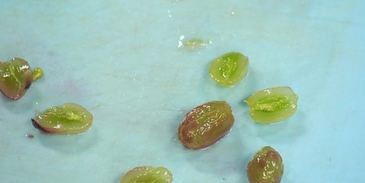 стейк из фуа-гра