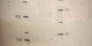 овсяная каша на мятном молоке