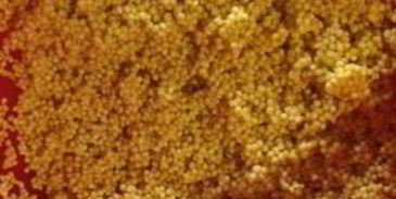 пшеничная каша с соевым мясом и овощами