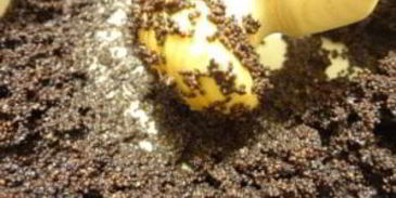 рождественская кутья с медовой водой