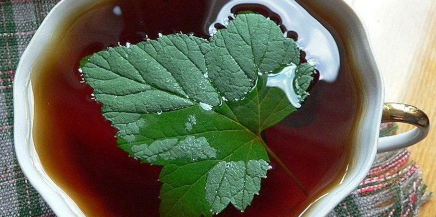 Рецепт чая с листьями смородины