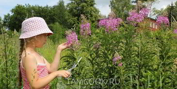 иван чай ферментированный крупнолистовой