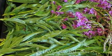 иван чай ферментированный крупнолистовой