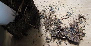 калмыкский чай