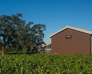 Домашнее вино из алычи