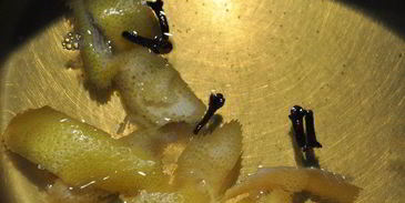 горячий яблочный напиток со специями и сливочным маслом