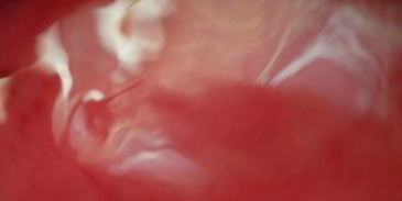 кисель осенний виноград