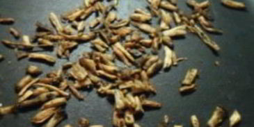 кофе из корней одуванчика