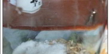 квас из овса