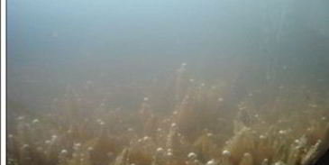 квас из овса