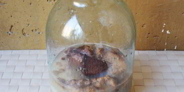 квас хлебный