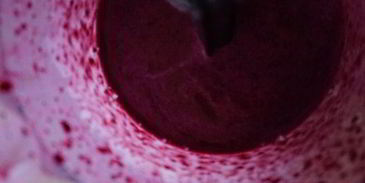 черничный смузи