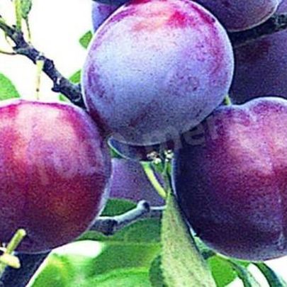 Вино из слив с добавлением сахара