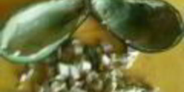 салат цезарь в лодочках из авокадо