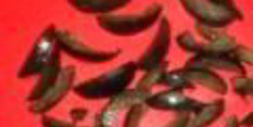 винегрет из испании