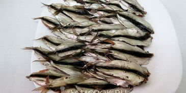 винегрет с килькой