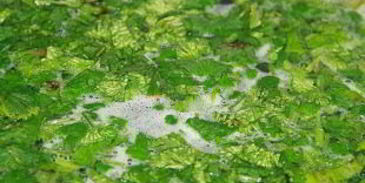 гороховый суп с тушенкой