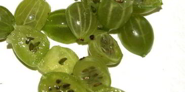 фруктово-ягодная окрошка